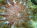 Couronne du Christ - Acanthaster planci